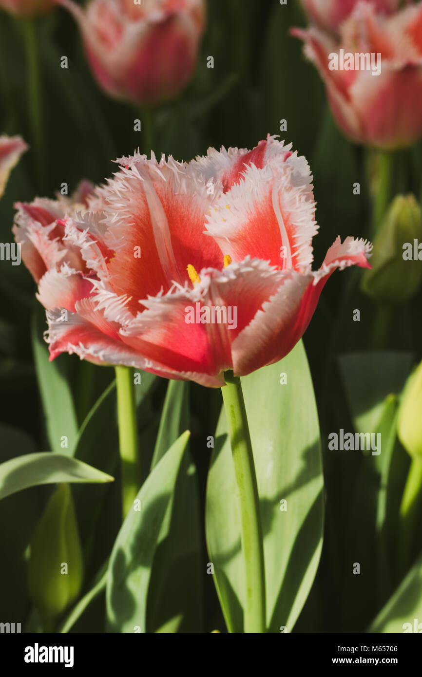 Blühende weiße und rote Tulpe, selektiver Fokus, Frühling Postkarte Hintergrund Konzept. Getönt Stockfoto