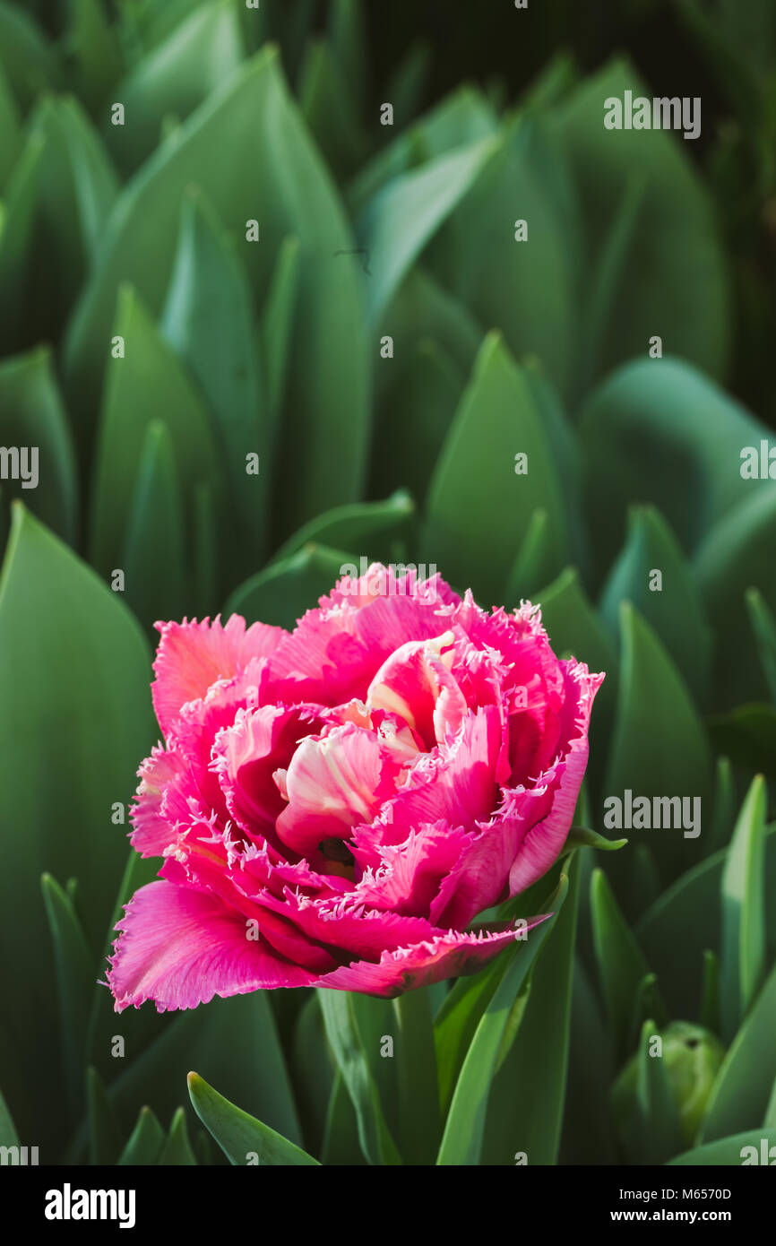 Blühende Kingston rote Tulpe, selektiver Fokus, Frühling Postkarte Hintergrund Konzept. Getönt Stockfoto