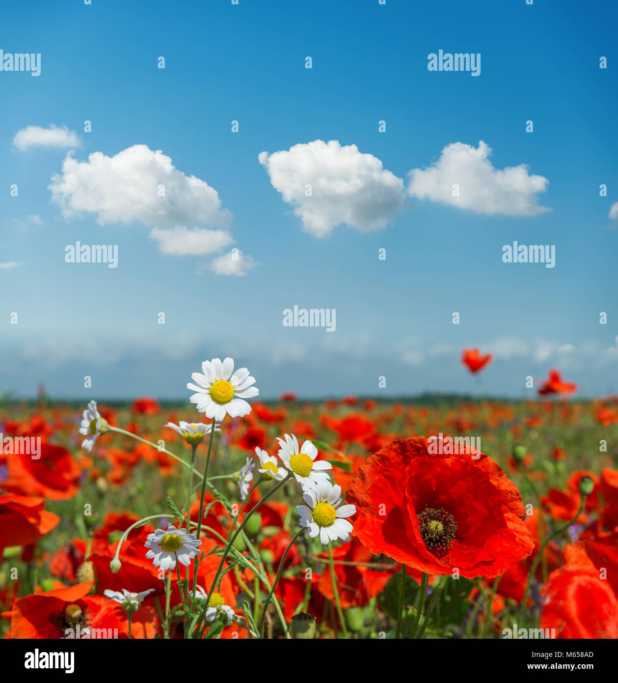Sommer Blumen in der Wiese und Wolken über ihm. Poppy und Gänseblümchen im sonnigen Tag Stockfoto