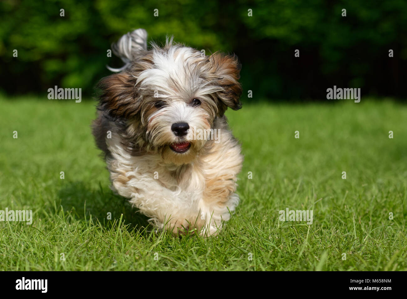 Verspielte havaneser Welpe Hund läuft in Richtung Kamera im Gras Stockfoto