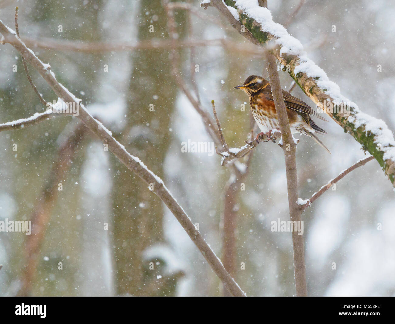 Redwing in einem Baum im Winter thront. Stockfoto