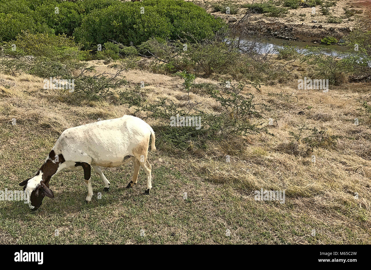 Dies ist ein Blick auf eine Ziege auf der Suche nach grünem Gras zu essen. Stockfoto