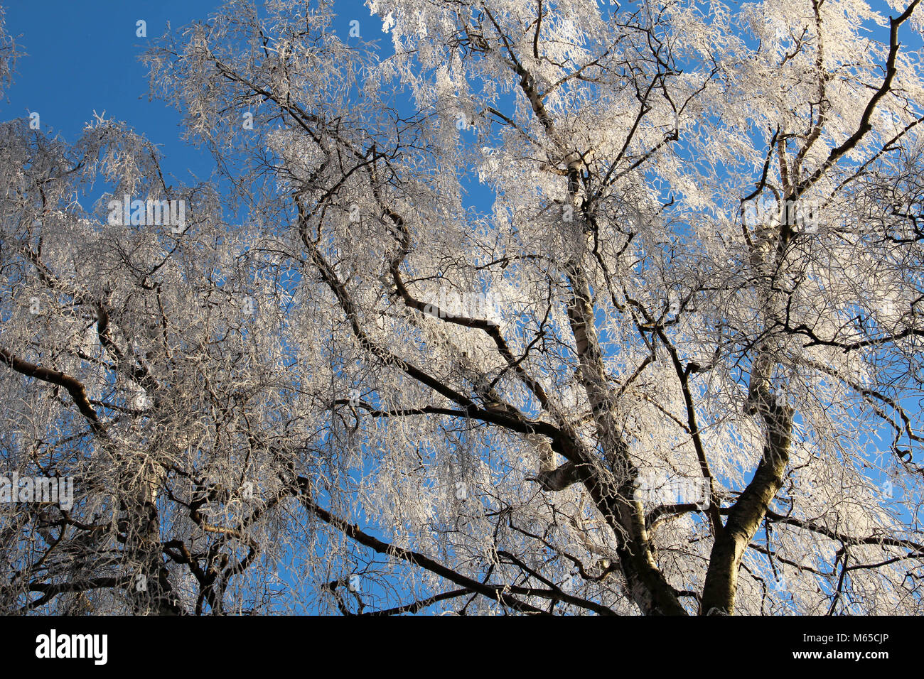 Frostigen winter bäume wie blühende Frühling Bäume Stockfoto