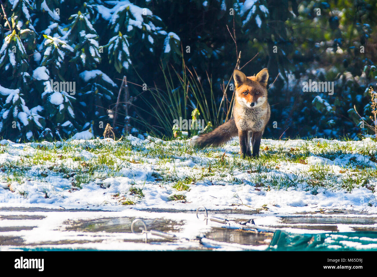 Red Fox draußen im Garten im Schnee Stockfoto