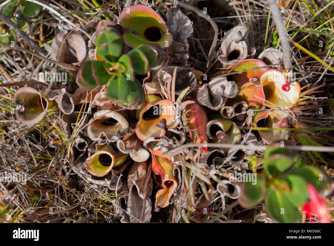 Fleischfressende Kannenpflanze, Heliamphora nutans, Mount Roraima, Canaima National Park. Stockfoto