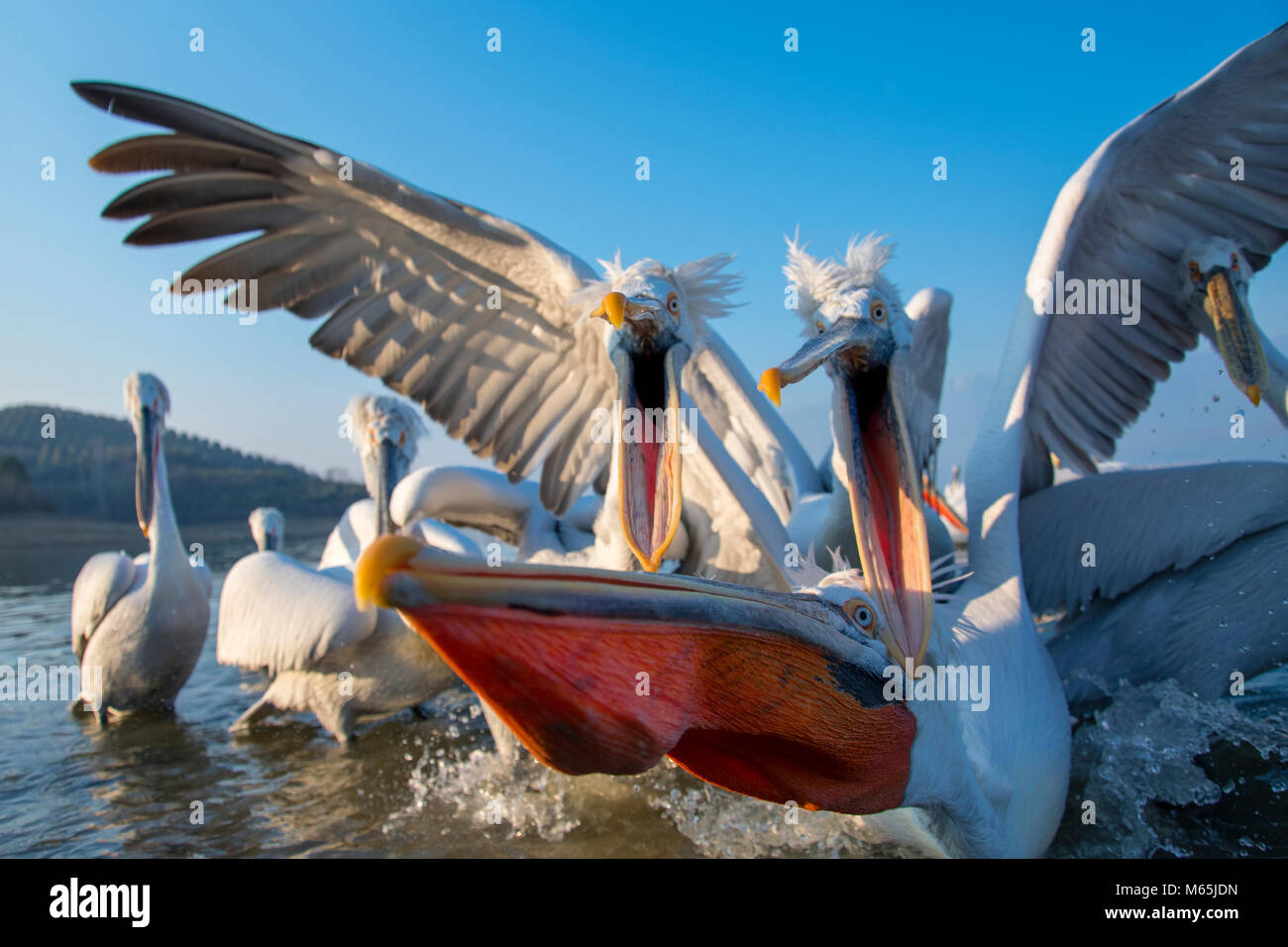 Krauskopfpelikan Stockfoto