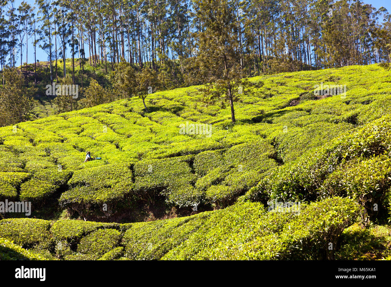 Lechmy Garten Kaffee Plantage in Munnar, in Kerala, Indien. Stockfoto