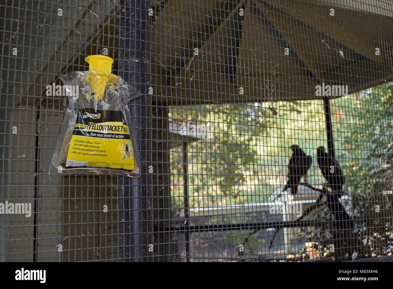 Yellowjacket trap hängenden außerhalb einer raptor Käfig am Sulphur Creek Nature Center, Hayward, Kalifornien Stockfoto