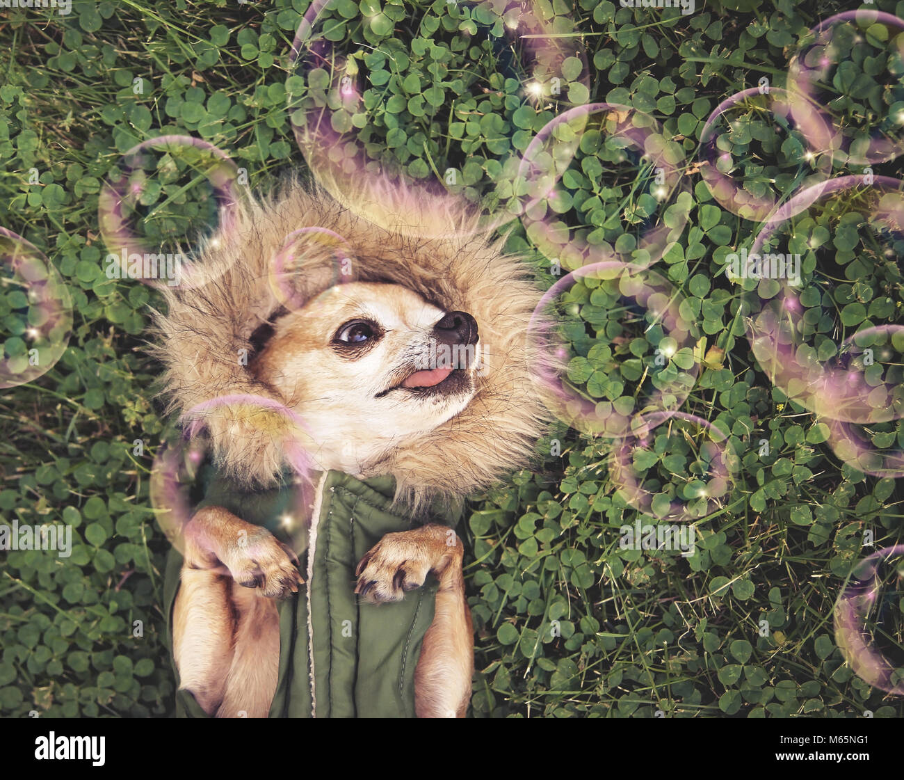 Cute Chihuahua liegen im grünen Gras und Klee trägt ein Fell wie Jacke hoodie an Seifenblasen getönt mit Retro Vintage instagram Filter suchen Stockfoto