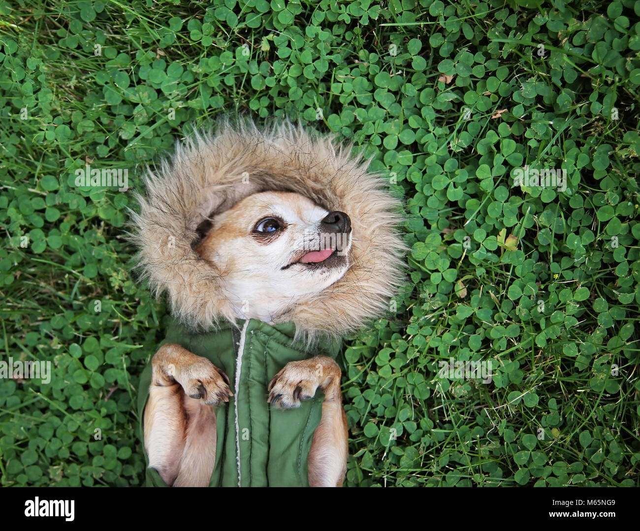 Cute Chihuahua liegen im grünen Gras und Klee trägt ein Fell wie Jacke Hoodie Stockfoto