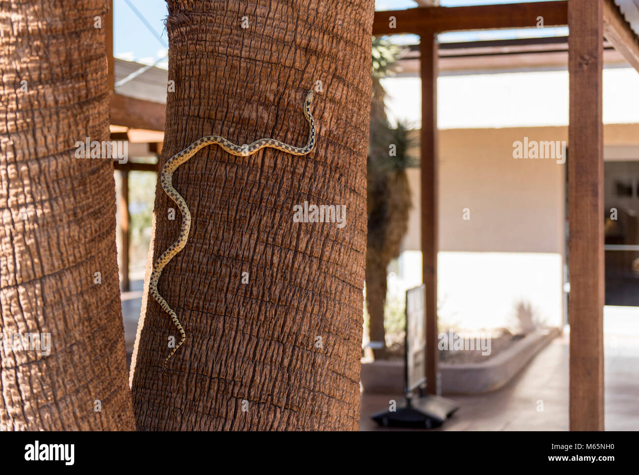 Gopher snake (Pituophis catenifer deserticola) klettern Kalifornien fan Palm an. Stockfoto