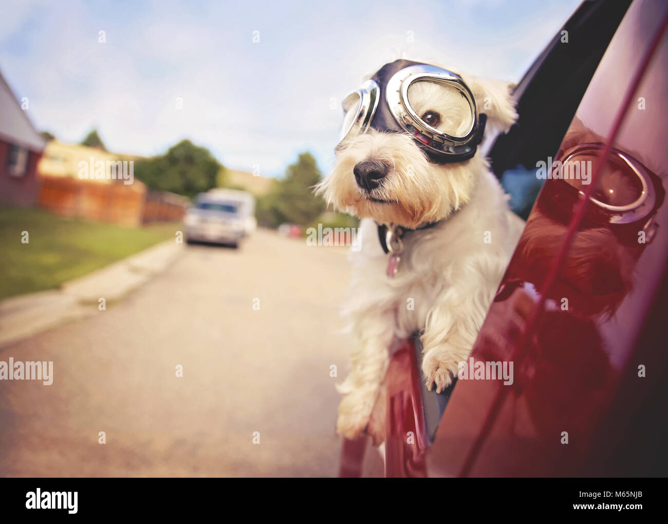 West Highland White Terrier mit Brille auf Reiten in einem Auto mit dem Fenster nach unten durch eine urbane Stadt Nachbarschaft an einem warmen Sommertag getönten w Stockfoto