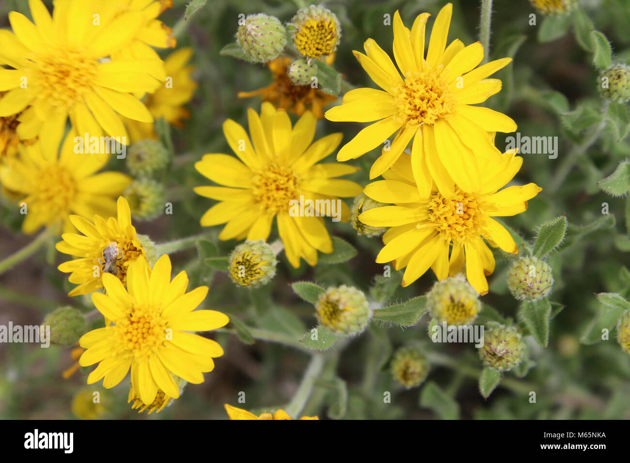Haarige false goldenaster (Heterotheca villosa). 05-14-17_9152 Stockfoto