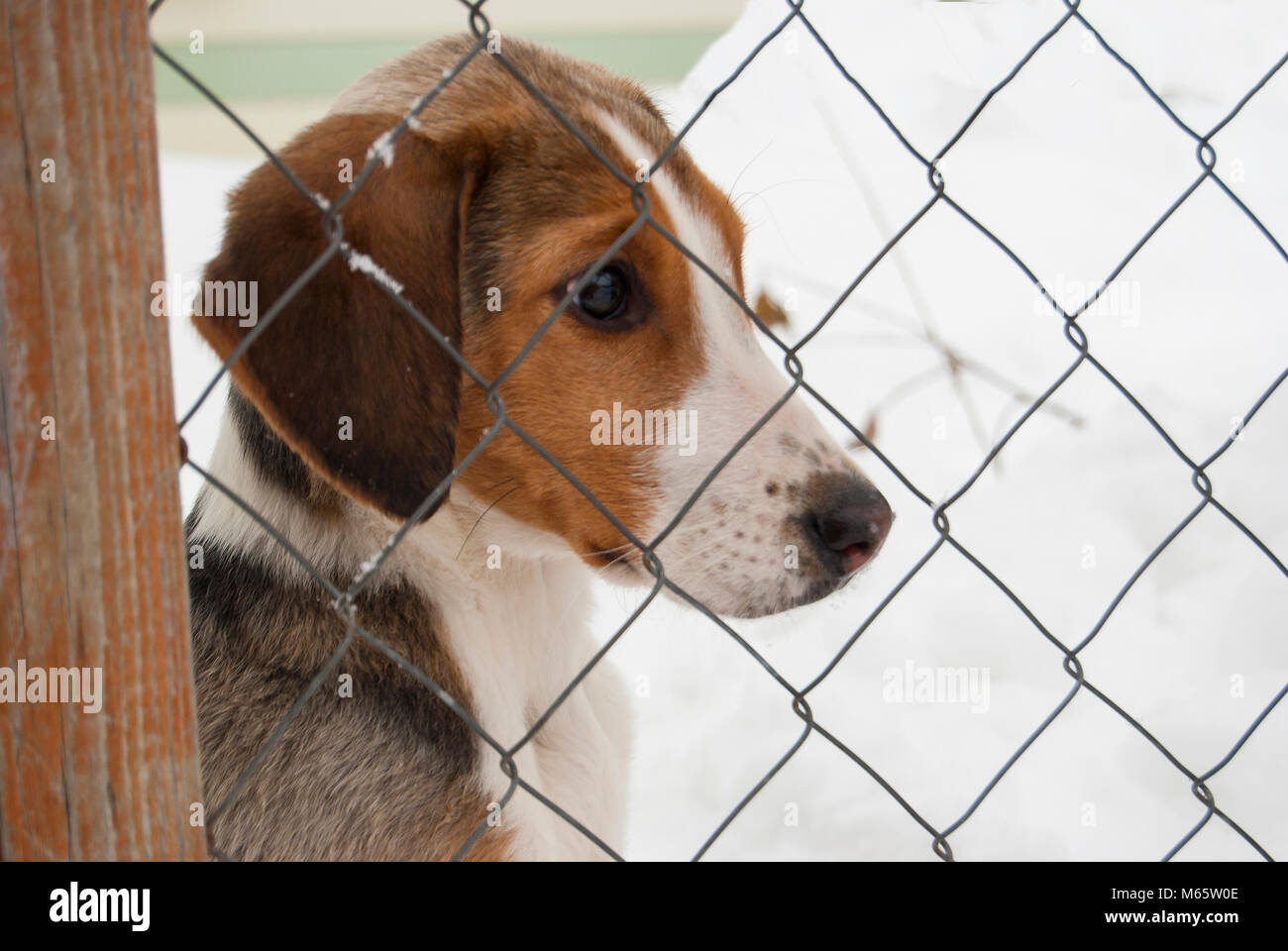 Einen Welpen von einem russischen Peggy Windhund (English foxhound) sitzt hinter einem Net. Close-up Portrait. Der Kopf wird nach rechts gedreht. Stockfoto