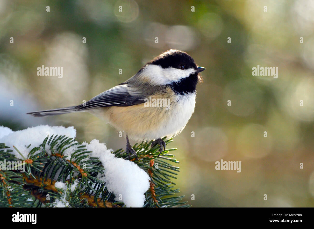 Eine Seitenansicht Bild eines schwarz-capped chickadee Vogel auf einem Zweig der Baumstruktur in ländlichen Alberta Kanada thront. Stockfoto