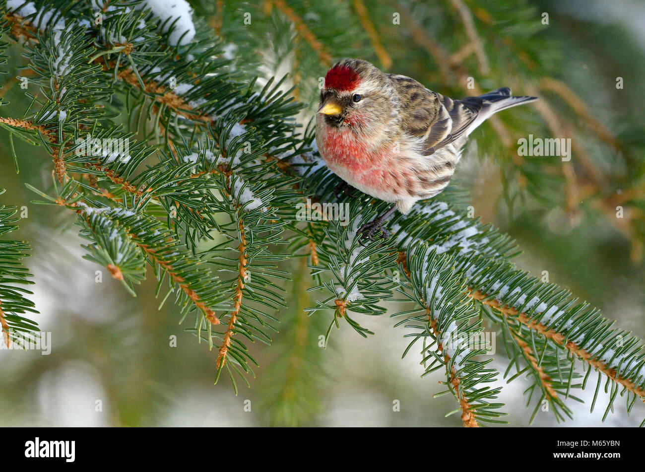 Eine wilde Redpoll finch Vogel (Carduelis flammea) auf einem Spruch Ast mit frisch gefallenen Schnee in ländlichen Alberta Kanada thront. Stockfoto