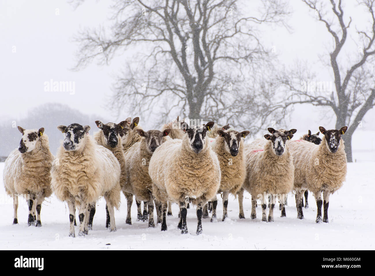 Eine Herde Schafe im Schnee auf die Kamera zu suchen Stockfoto