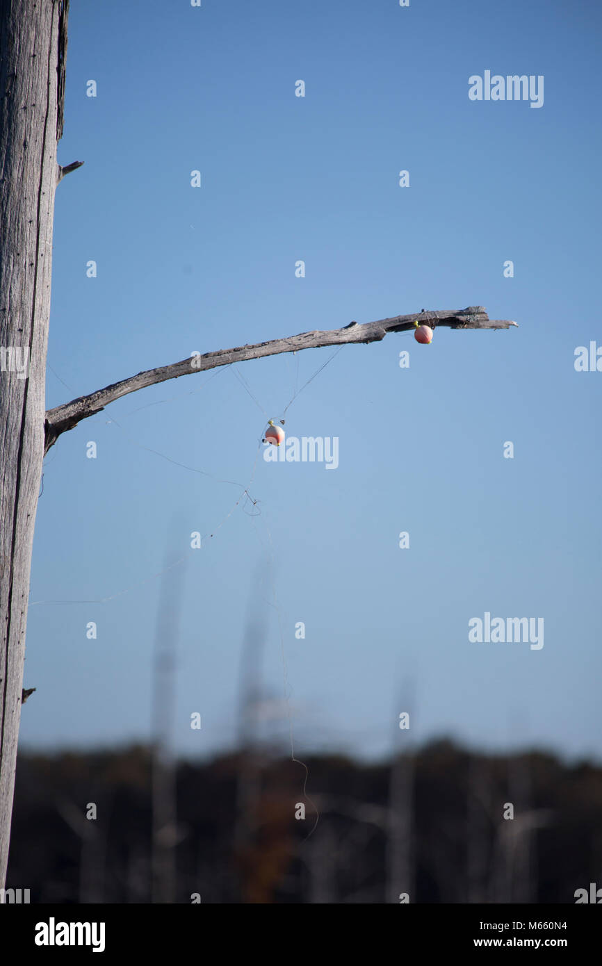 Angelschnur und bobber in einem Baum stecken Stockfoto