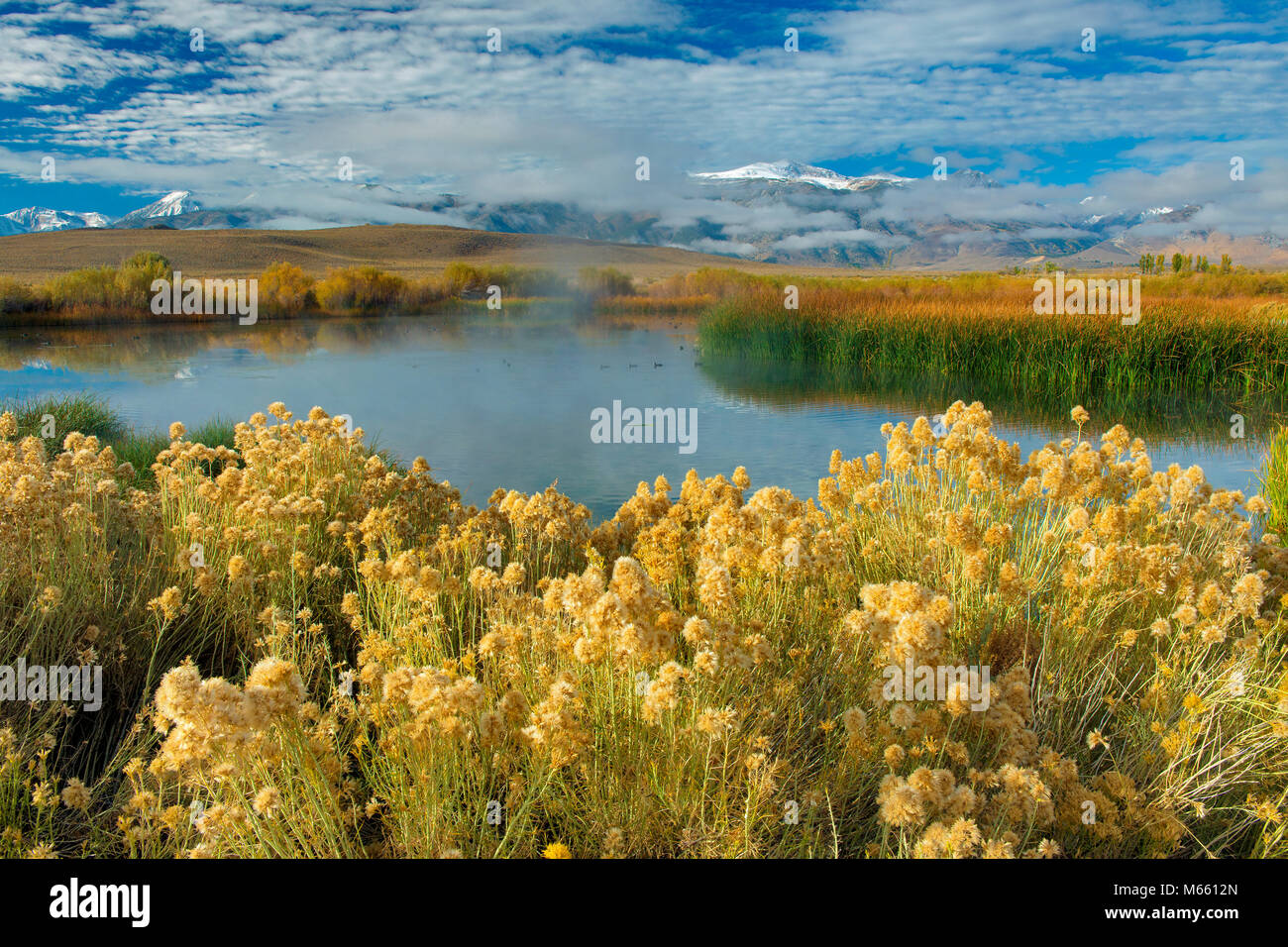 Rabbitbrush, Warm Springs, östlichen Sierra, Mono Basin National Forest Scenic Area, Inyo National Forest, Kalifornien Stockfoto