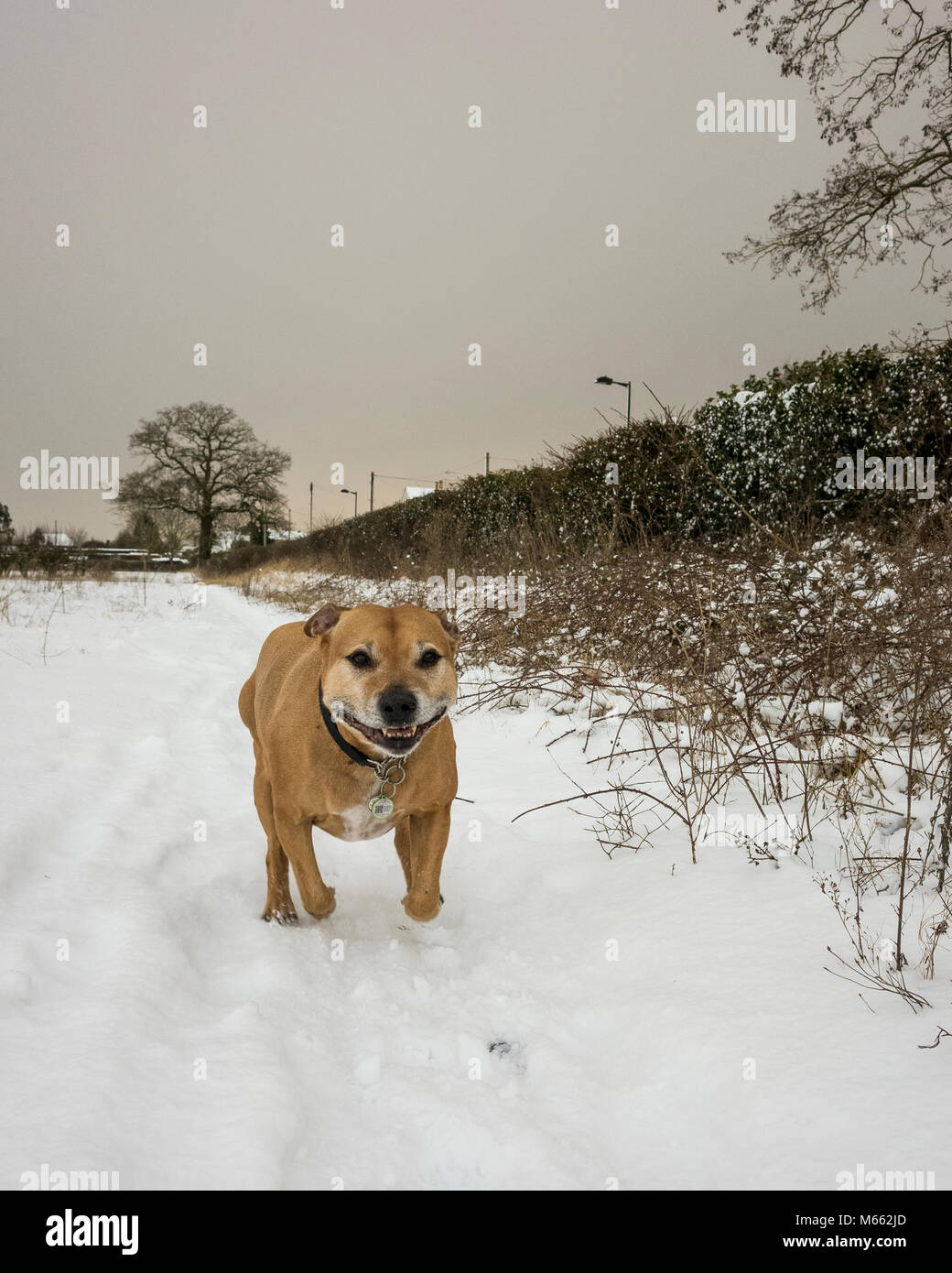 Ipswich, England. 28. Februar 2018. Eine alte Staffordshire Bull Terrier Hund, SBT, genießen Sie den Schnee in dem kalten Wetter. Das Wetter war in aus Sibirien gebracht und benannt, das Tier aus dem Osten. Der Hund läuft um und Spielen im Schnee. Mit einer Ricoh GRII Kamera fotografiert. Stockfoto