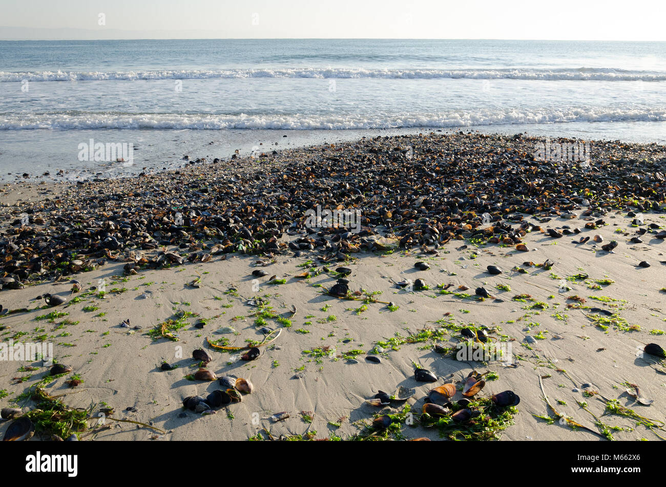 Sandstrand mit angeschwemmte Muscheln und Algen und Meer im Hintergrund, am Schwarzen Meer, Pomorie, Bulgarien Stockfoto