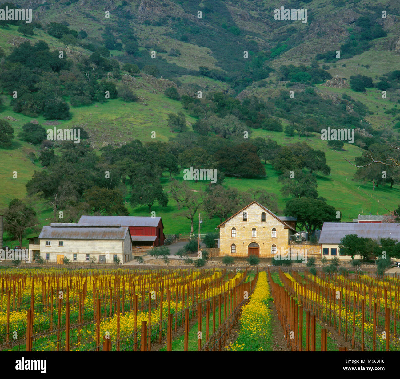 Regusci Weinberge, wilde Senf, Sinapis arvensis, Napa Valley, Kalifornien Stockfoto