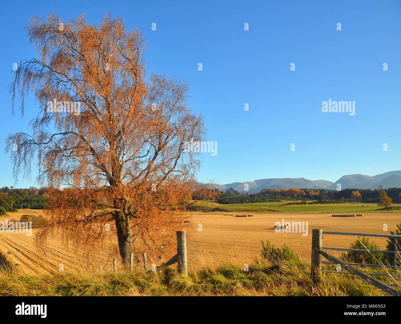 Blick auf die Cairngorm Berge - Hochland von Schottland - von einem Feld von Heuballen durch Bäume im Herbst umgeben.. Stockfoto