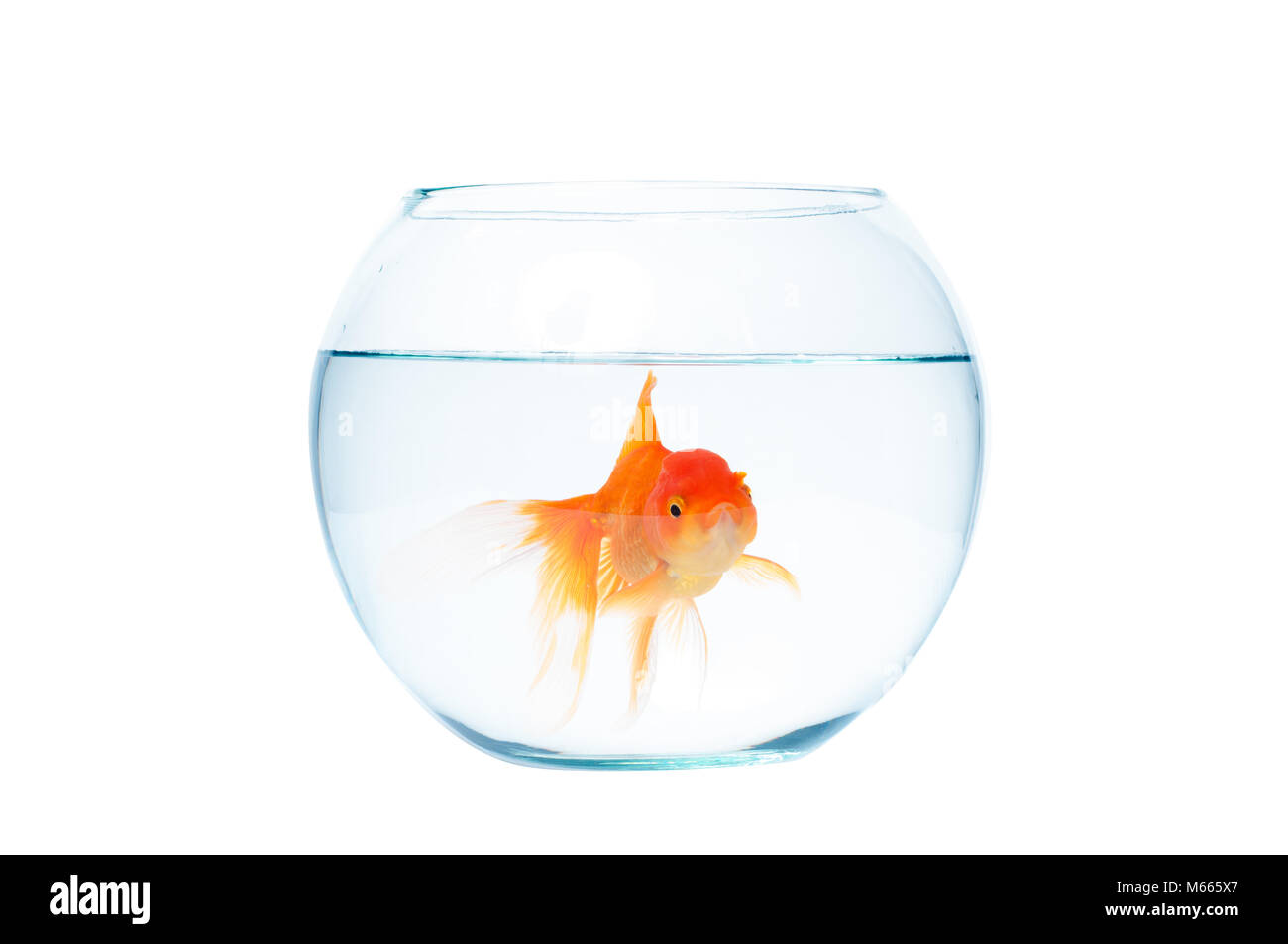Gold Fish mit fishbowl Isolation auf den weißen Hintergrund Stockfoto