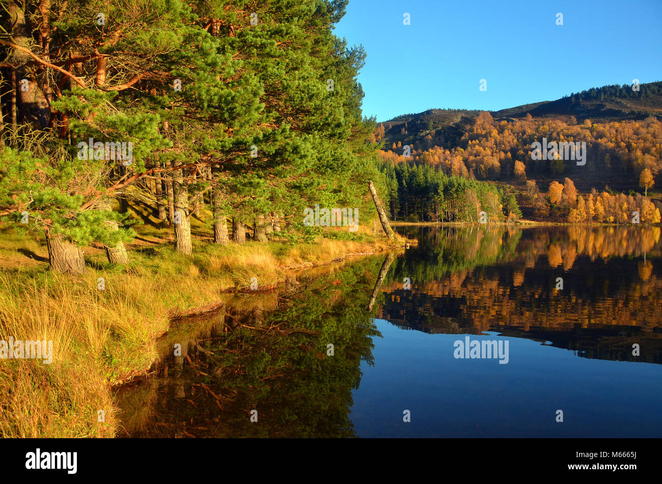 Scots Kiefern auf der Ufer von Loch Pityoulish - Teil des Cairngorms National Park im Herbst. gesehen. - In der Nähe von Aviemore. Stockfoto