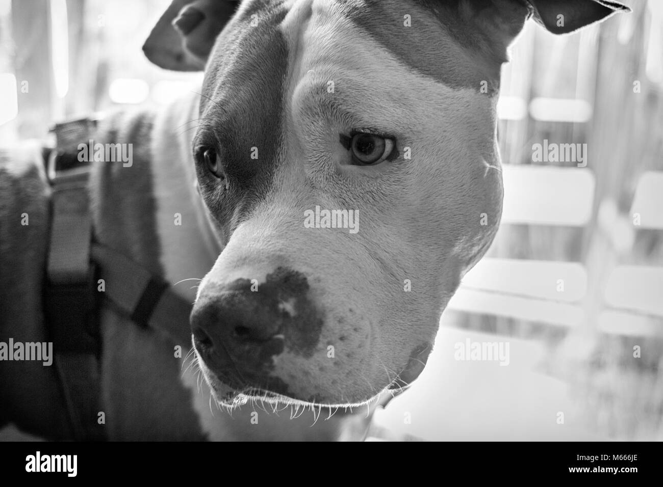 Ein Mischlingshund (American Staffordshire Pit Bull Terrier und American Pit Bull Terrier) (Canis lupus familiaris) dreht sich um zu hören, sieht traurig aus. Stockfoto