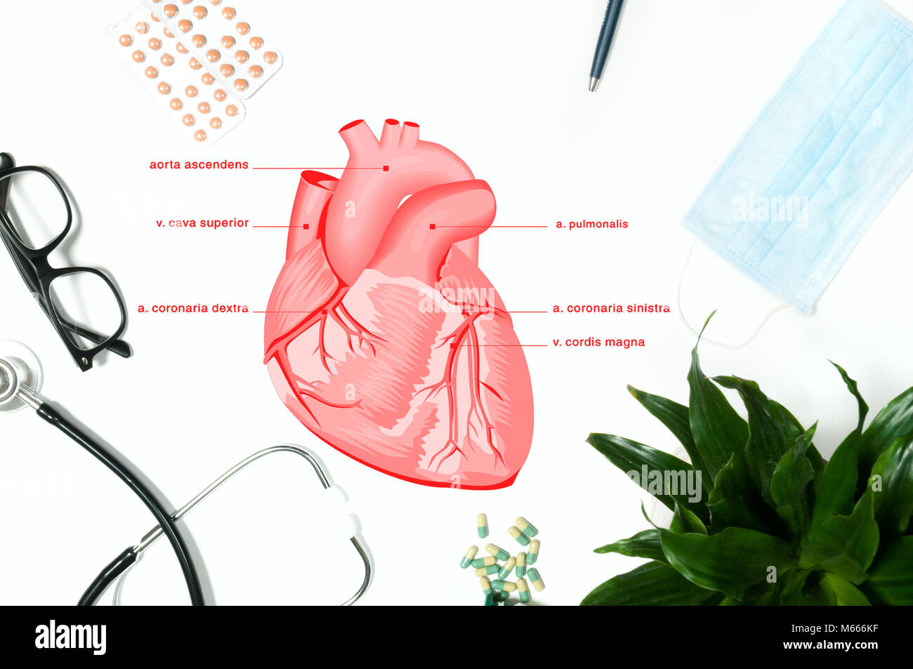 Anatomie. Arbeitsplatz des Arztes - Stethoskop, medizinische Produkte Stockfoto