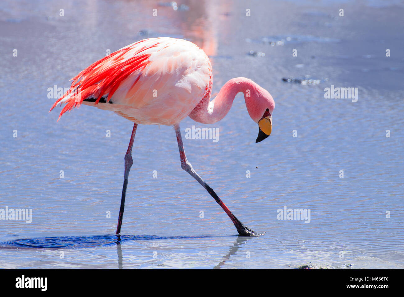 Laguna Hedionda Flamingos, Bolivien. Tierwelt der Anden. Bolivianischen Lagune Stockfoto