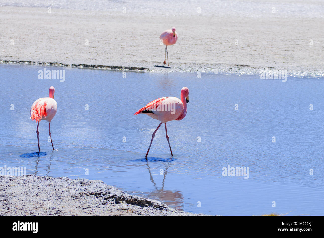 Laguna Hedionda Flamingos, Bolivien. Tierwelt der Anden. Bolivianischen Lagune Stockfoto