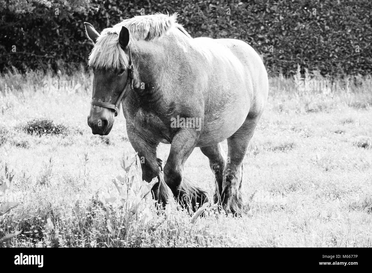 Schwarzweiß-Bild der europäischen Wildpferde in einem Feld in der Nähe von Wasser Stockfoto