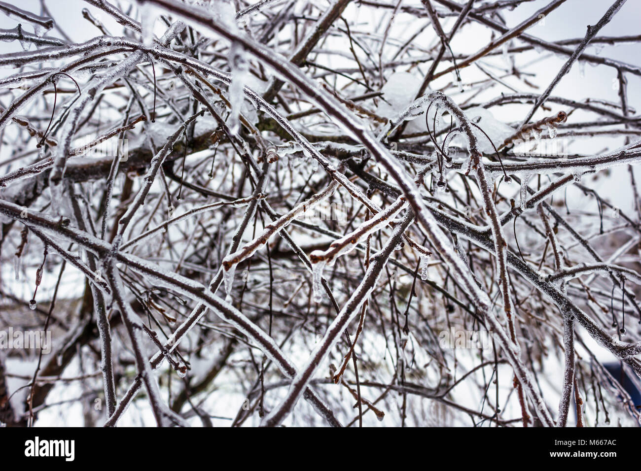 Eisige Äste im Garten während der icineg Stockfoto
