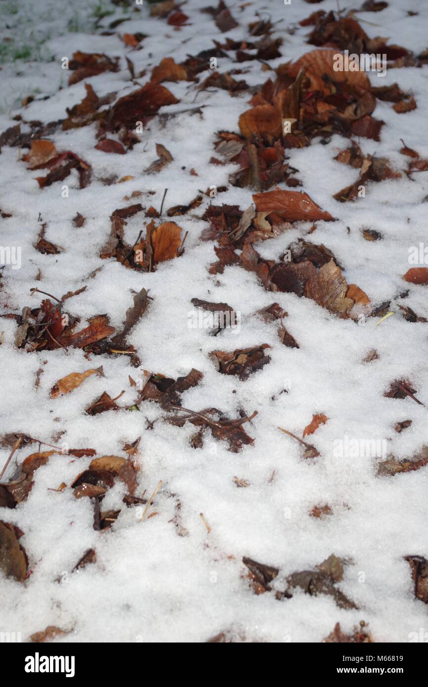 Wald bei einem kalten Winter. Gefallenen Blätter im Herbst unter frischen weißen Schnee. Campus der Universität Aberdeen, Schottland, Großbritannien. November, 2017. Natur. Stockfoto