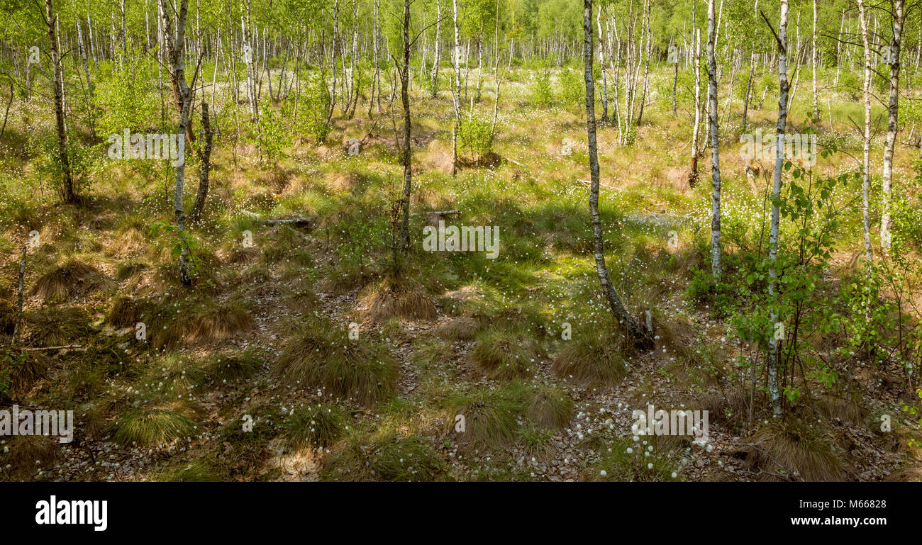 Birken und eriophorum in Biebrza Nationalpark, Polen Stockfoto