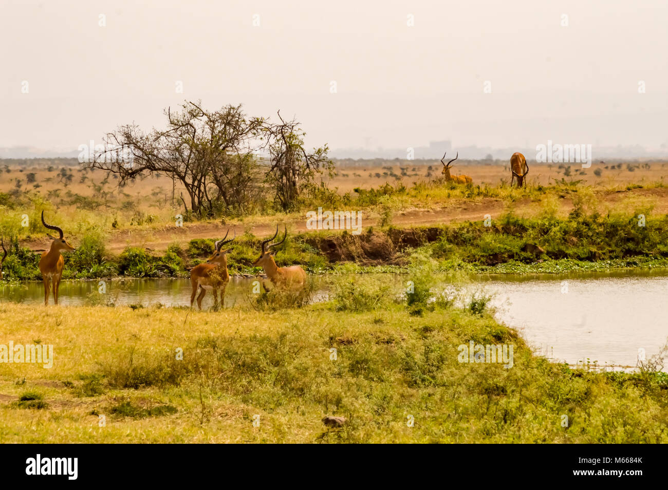 Mehrere impalas Gruppierung um eine Wasserstelle in Kenia Nairobi Park Stockfoto