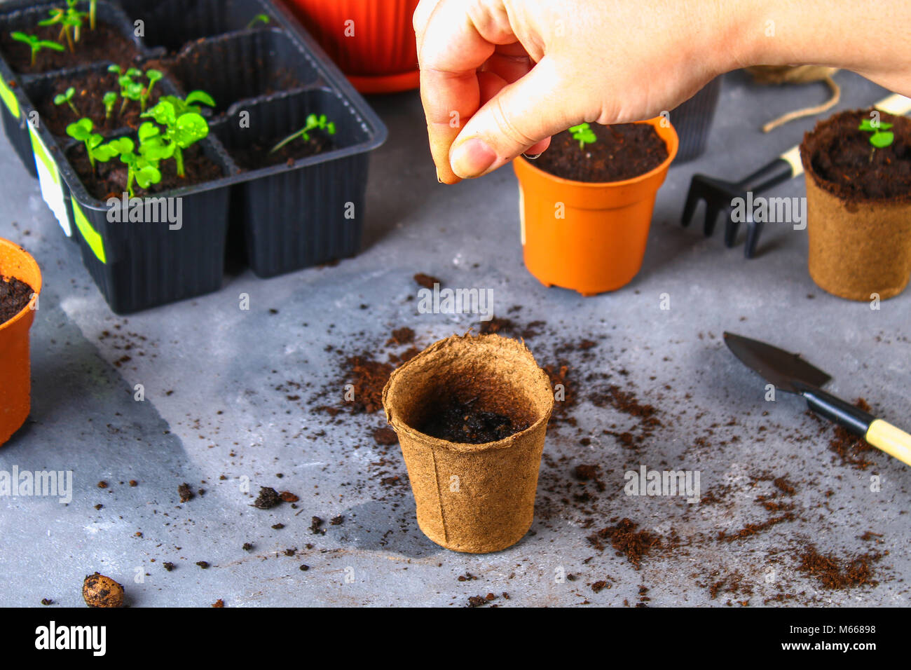 Verpflanzen, Pflanzung, Bewässerung Sämlinge auf grauem Beton Hintergrund Stockfotografie Alamy
