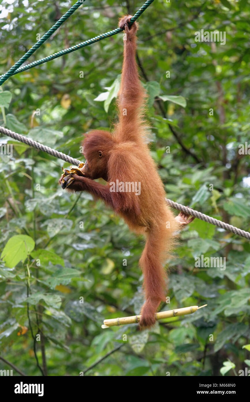 Juvenile bornesischen Orang-utan namens Jubiläum essen während Klettern, Semenggoh Rehabilitationszentrum, Kuching, Sarawak, Malaysia, Insel Borneo Stockfoto