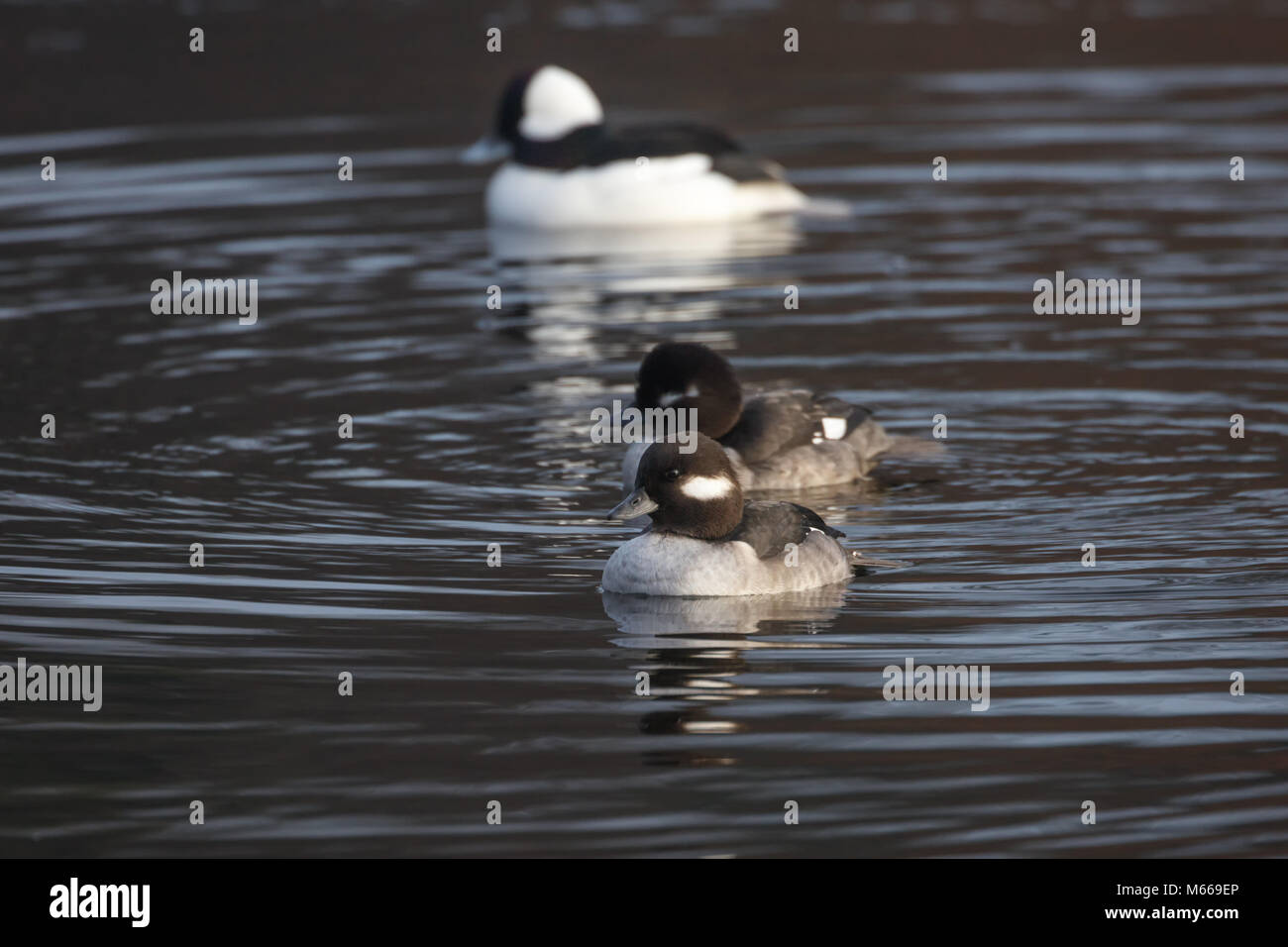 Bufflehead weibliche Vögel im Teich an BC Kanada Stockfoto