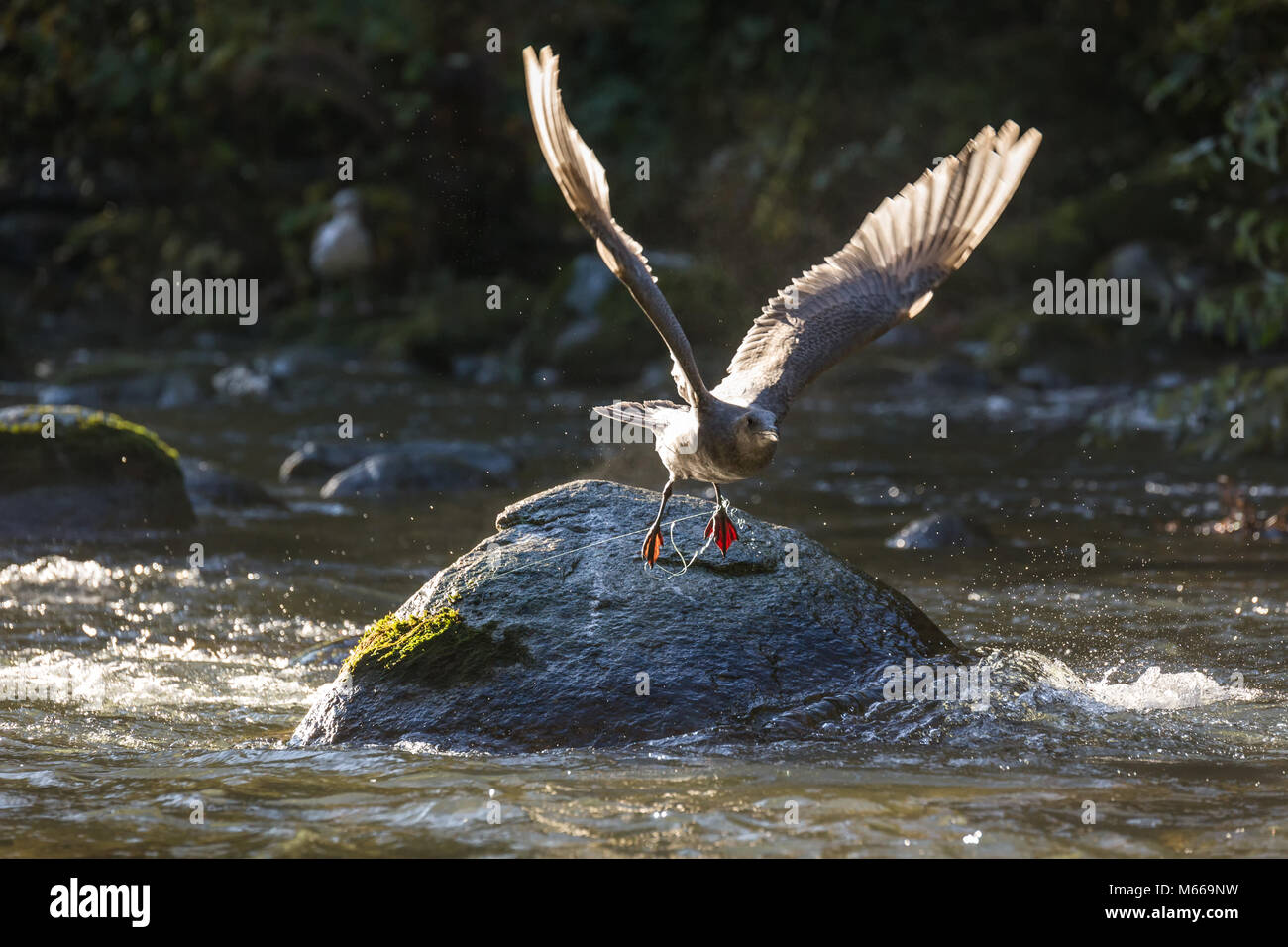 Fliegende Möwe und Fischen in BC Kanada Stockfoto