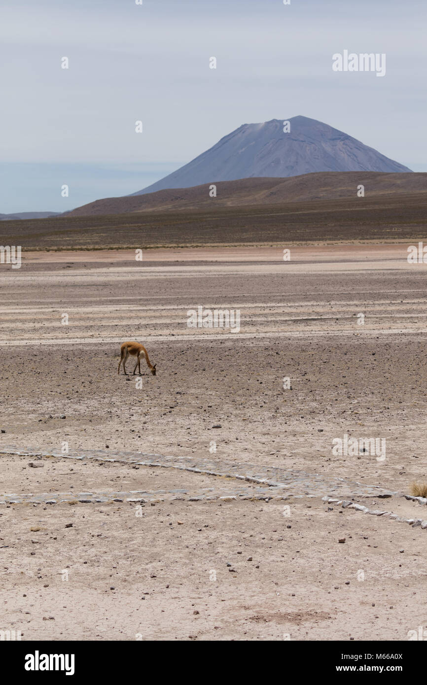 Wild lama Vigogna in den Anden, Peru Stockfoto