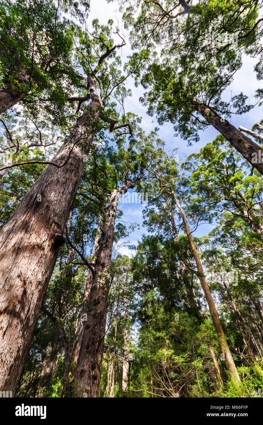 Karri Trees, Valley of the Giants, Western Australia, Australien Stockfoto