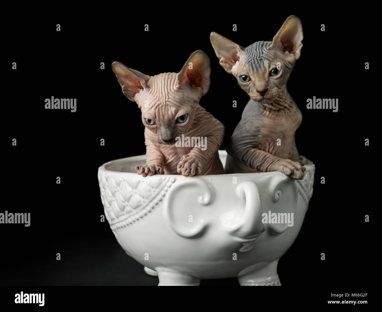Zwei sphynx Kätzchen in eine Schüssel geben. Stockfoto