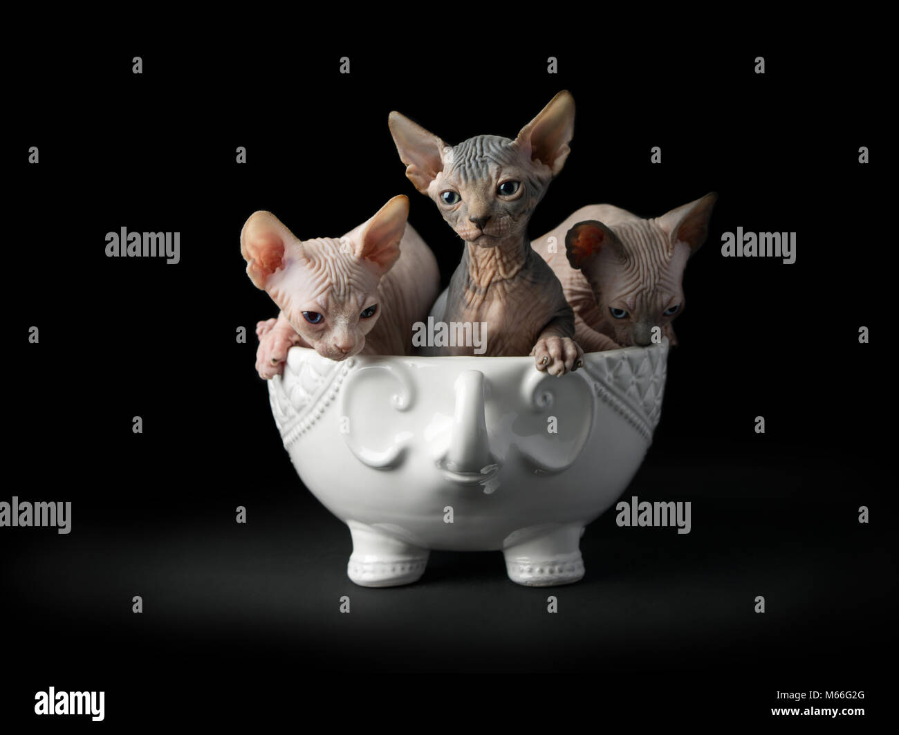Drei sphynx Kätzchen in eine Schüssel geben. Stockfoto