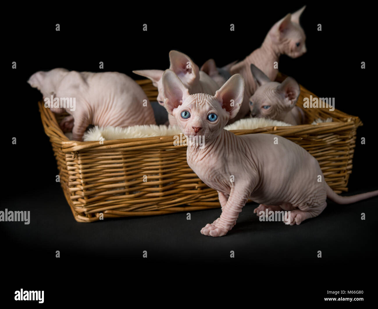 Sechs sphynx Kätzchen in eine Katze Bett Stockfoto
