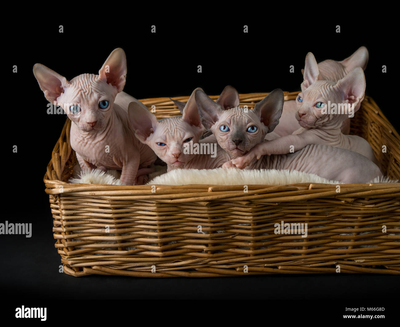 Sechs sphynx Kätzchen in eine Katze Bett Stockfoto