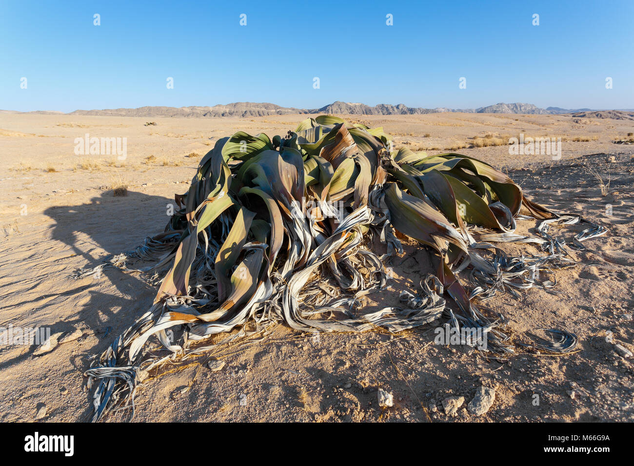 Welwitschia mirabilis, seltsamen alten prähistorischen Wüste, Namibia Stockfoto
