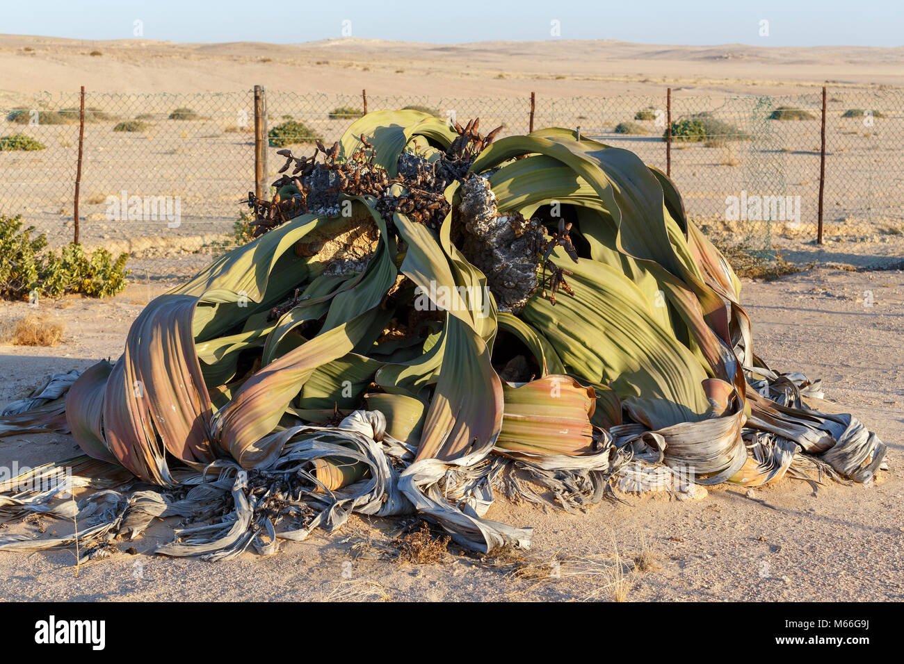 Welwitschia mirabilis, seltsamen alten prähistorischen Wüste, Namibia Stockfoto